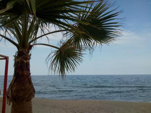 a palm tree on the beach near the ocean at Villa Sky Music in Obzor