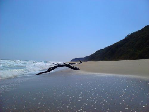 a tree branch laying on a beach near the water at Villa Sky Music in Obzor