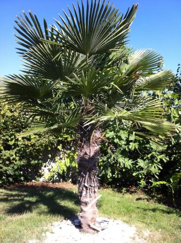 a palm tree in the middle of a field at Villa Sky Music in Obzor