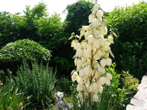 a large white flower in a garden with a cat at Villa Sky Music in Obzor