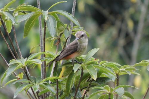 a bird perched on top of a tree branch at El Cielo Biohospedaje - Refugio Sostenible en la Naturaleza in Tena
