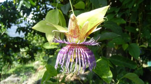 a purple flower is hanging from a tree at El Cielo Biohospedaje - Refugio Sostenible en la Naturaleza in Tena