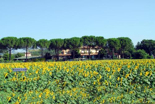 a field of sunflowers with a house in the background at Hotel Vega Perugia in Perugia