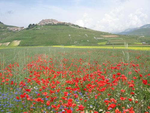 a field of red and blue flowers in a field at Hotel Vega Perugia in Perugia