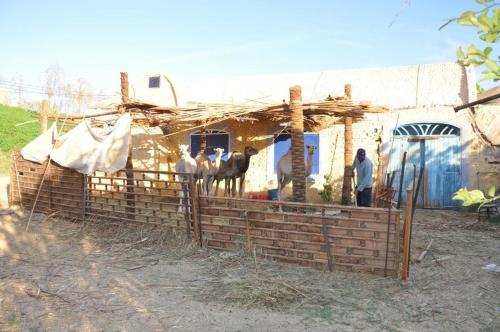 Gallery image of Nubian Farm Aswan in Aswan