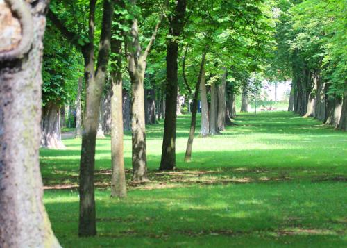 a row of trees in a park with green grass at Reichels Parkhotel in Bad Windsheim