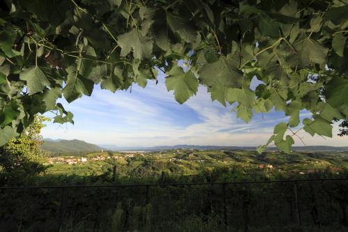 a view through the leaves of a tree at Pri Marjotu in Kojsko
