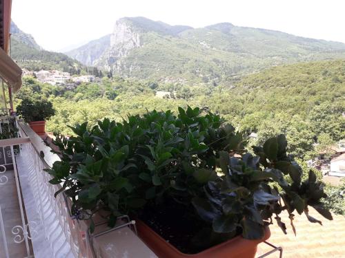 a group of plants on a balcony with mountains in the background at Olympus View Rooms Sauna & Spa in Litochoro