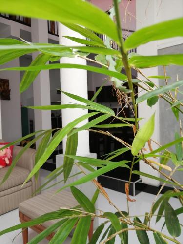 Un lugar para sentarse en Ibis