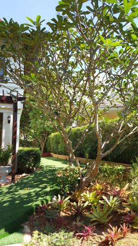 a tree in a yard next to a house at Casa Khaoyai Bed&Breakfast in Mu Si