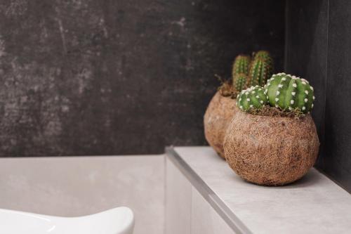 two cactuses sitting on top of a table at B&BO la Frasca in Bologna