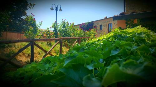 a bunch of green plants in a garden at Lolivia Masseria & Ristoro in Senise