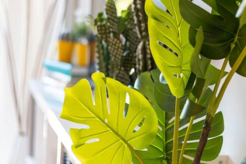 a bunch of green plants sitting on a shelf at NEW ZAFIRO Centro Sta Cruz, wifi&gym in Santa Cruz de Tenerife