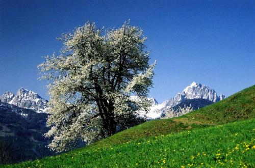 a tree on a hill with mountains in the background at Ferienhaus Sporer in Iselsberg