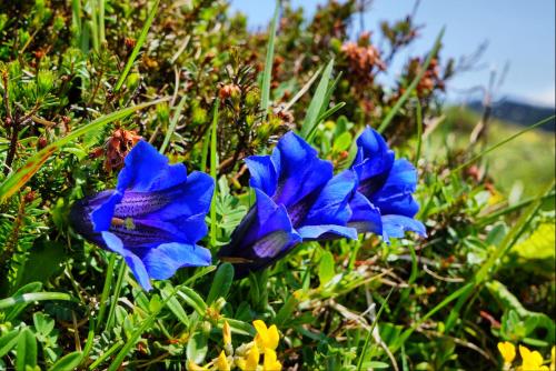 Jardín al aire libre en Bauernhof Krahlehenhof