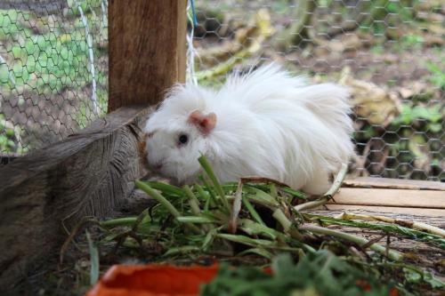 a white chicken is eating grass in a cage at Espectacular cabaña campestre con granja in Zipaquirá
