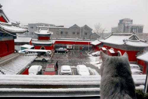 L'établissement Beijing Pagoda Light International Youth Hostel en hiver