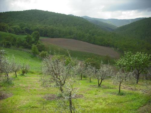 a grassy field with trees and mountains in the background at Agriturismo La Scarpaia in Anghiari