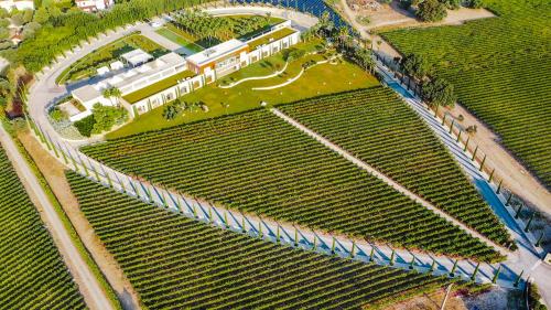 an overhead view of a field of vines at Two Rooms Hotel in Urla
