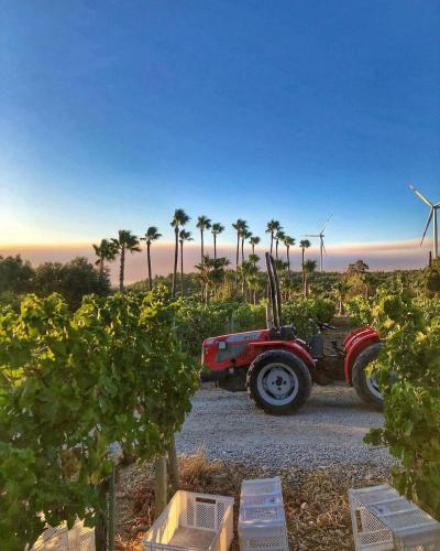 a red truck parked in a field with palm trees at Two Rooms Hotel in Urla