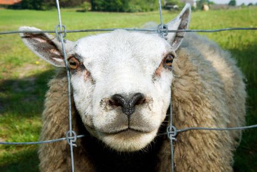 a sheep is looking through a wire fence at Grenshotel de Jonckheer in Ossendrecht