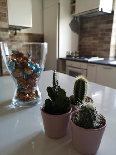 two potted plants on a kitchen counter with a vase at Queen East Verona apartments in Verona