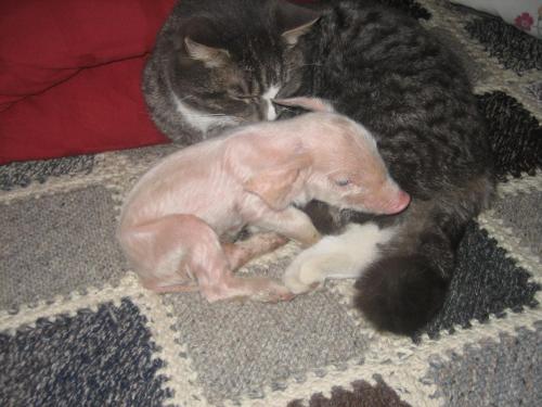 a cat sleeping next to a stuffed toy pig at Lahnerhof in Campo Tures