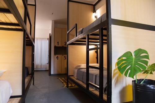 um quarto com dois beliches e uma planta em Hostel Cha em Resistência