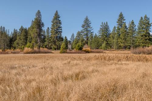 a field of dry grass with trees in the background at Truckee Donner Lodge in Truckee