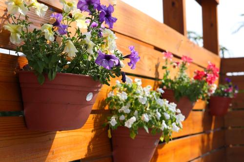 three potted flowers are hanging on a wall at Jimei Homestay in Jian