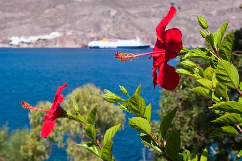 two red flowers on a tree with a view of the ocean at Antoniadi Rooms in Livadia