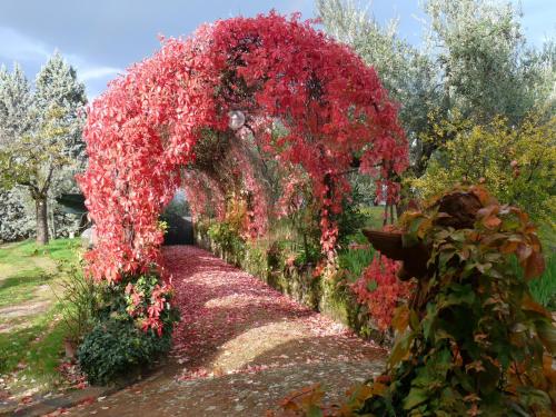 an arch covered in red flowers in a garden at Il Casalone in Impruneta