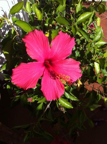 a pink flower is growing on a plant at Il Casalone in Impruneta