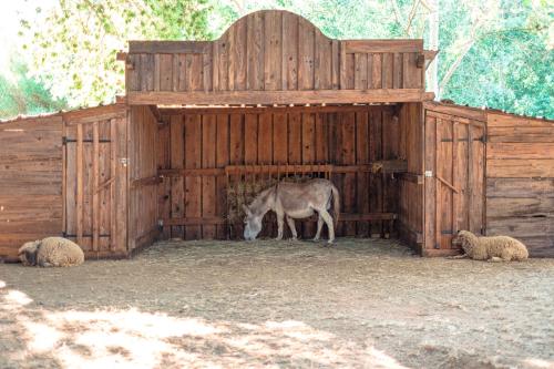 a donkey standing inside of a wooden stall with sheep at DS One Vacances, Prairies de la Mer in Grimaud