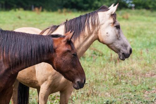 two horses standing next to each other in a field at Hotel Resort Stein in Cheb