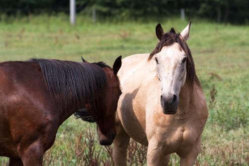 two horses standing next to each other in a field at Hotel Resort Stein in Cheb