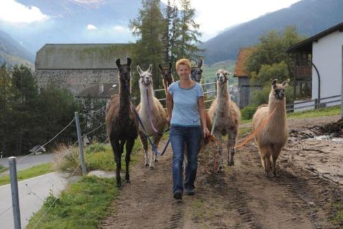 a woman walking down a dirt road with a herd of llamas at Ferienwohnung Hof Collet in Savognin