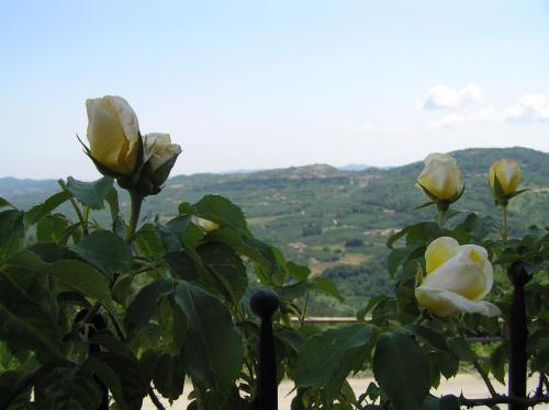 a fence with white roses in front of a valley at Agriturismo La Cascina in Bossolasco