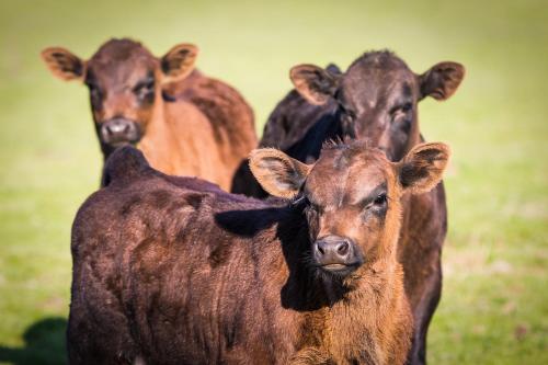 a group of brown cows standing in a field at Fellcroft Farmstay in Cobaw