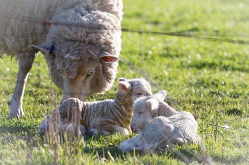 a sheep standing next to a baby lamb in a field at Fellcroft Farmstay in Cobaw