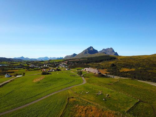 a group of animals grazing in a green field at Eggum Fishermans Cabin in Bøstad