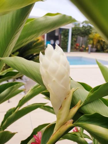 Piscina en o cerca de Gites Fleurs d'abeilles