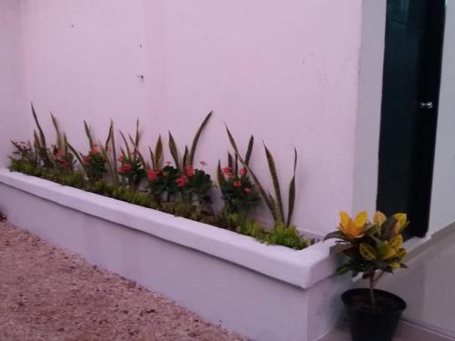 a row of plants in a white planter on a wall at Hotel Don Toño Tolú in Tolú