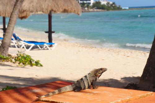 a lizard sitting on a bench on the beach at Beautiful & Cozy Studio in Akumal Paradise-Wifi, AC in Akumal