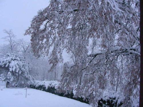 a tree covered in snow with a bench under it at Chambres d'Hôtes Le Perdigon in Estang