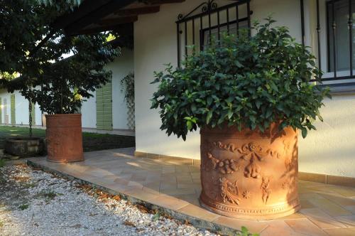 Κήπος έξω από το Caterina Residence
