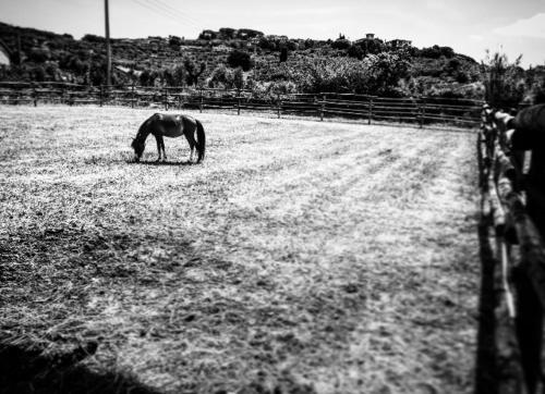Photo de la galerie de l'établissement Agriturismo Quattro Pini, à Castagneto Carducci