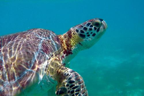 a green sea turtle swimming in the water at Beautiful & Cozy Studio in Akumal Paradise-Wifi, AC in Akumal