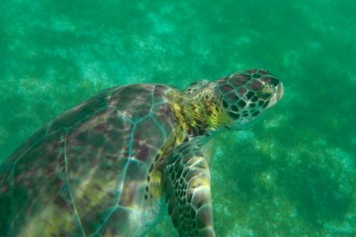 a green sea turtle swimming in the water at Beautiful & Cozy Studio in Akumal Paradise-Wifi, AC in Akumal