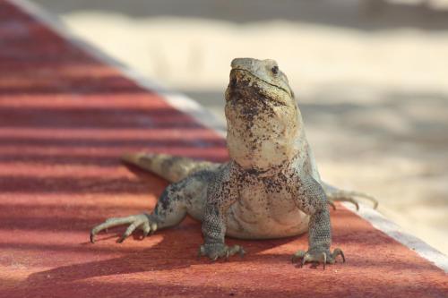 a lizard is sitting on a red carpet at Beautiful & Cozy Studio in Akumal Paradise-Wifi, AC in Akumal